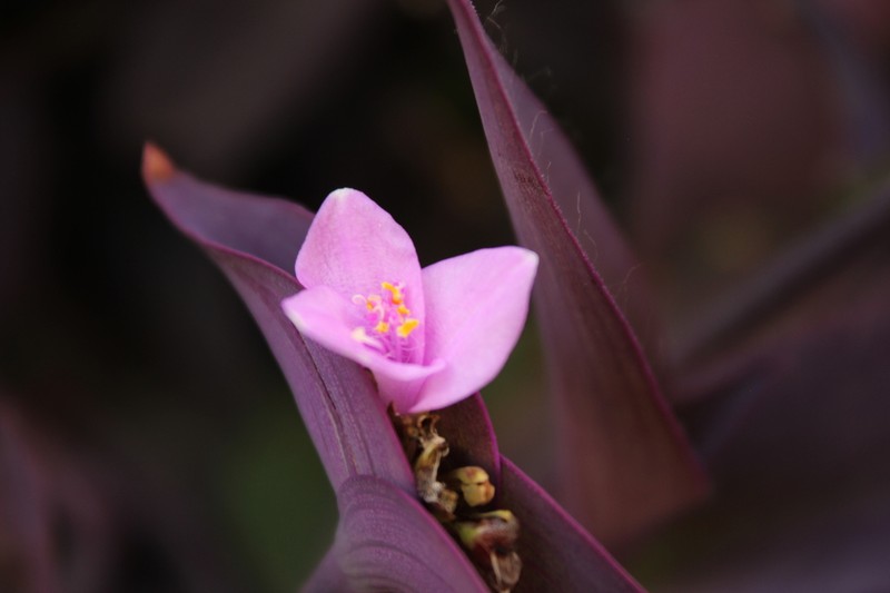 Purple Queen photo 3
