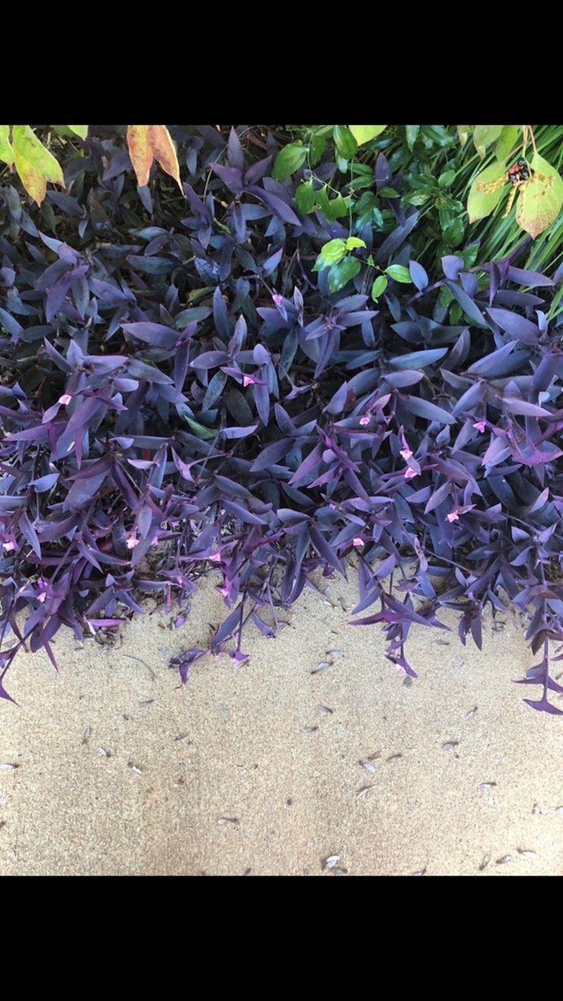 Purple Queen photo 4