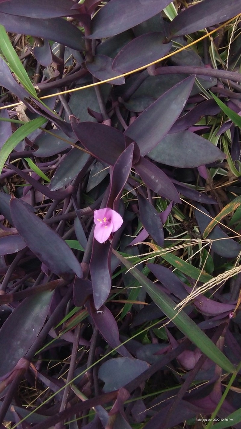 Purple Queen photo 5