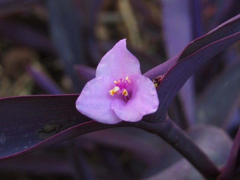 Purple Queen photo 6