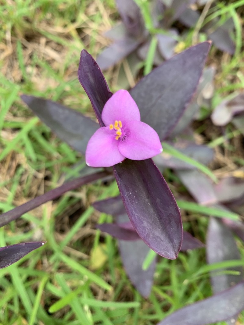 Purple Queen photo 7