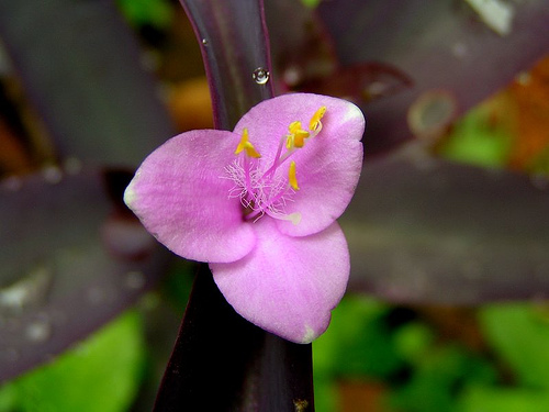 Purple Queen photo 5