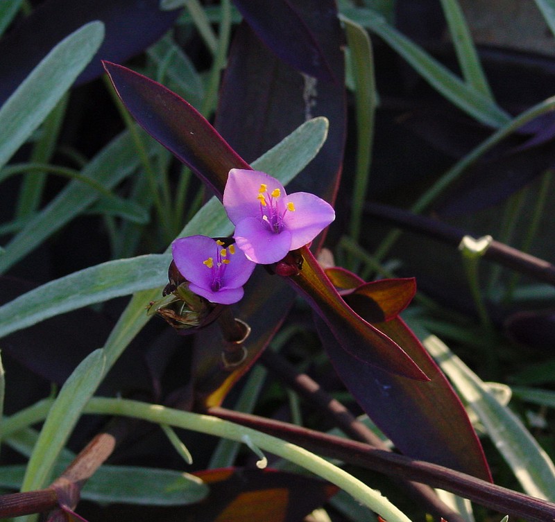Purple Queen photo 2
