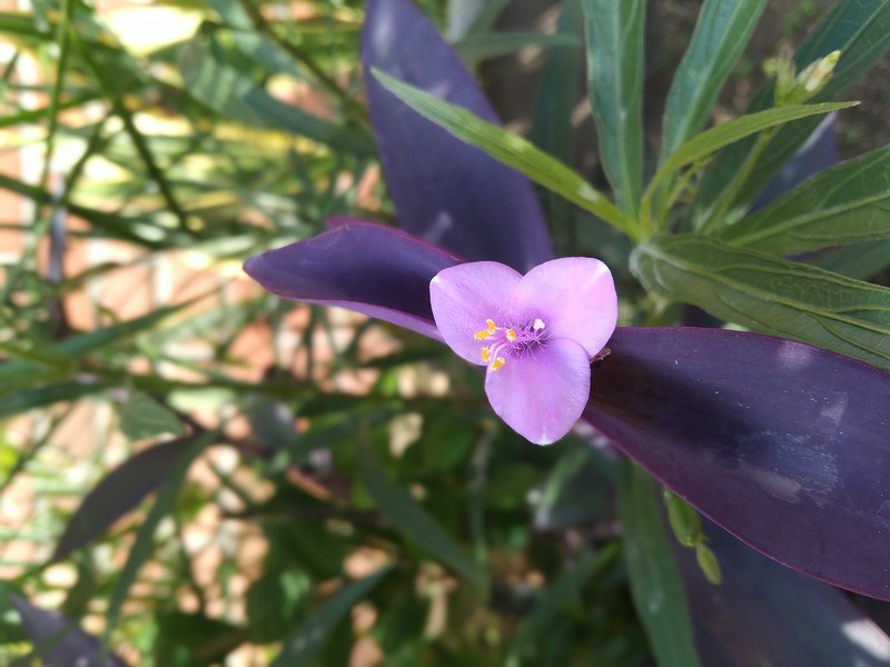 Purple Queen photo 3