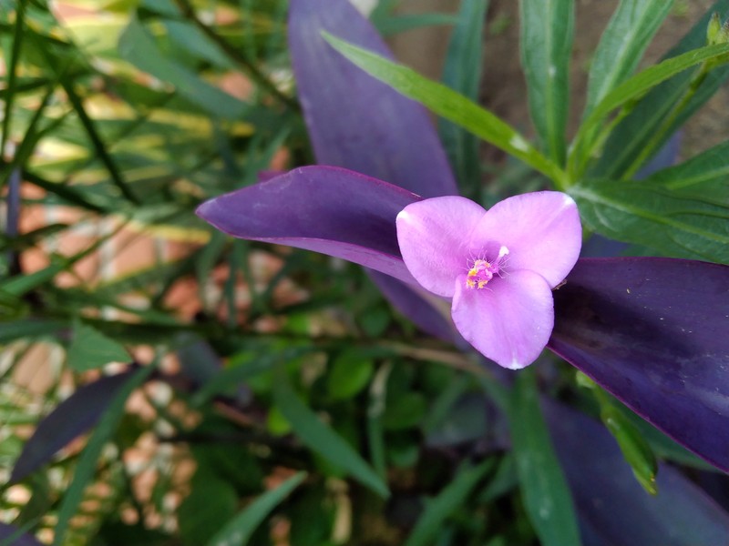 Purple Queen photo 4