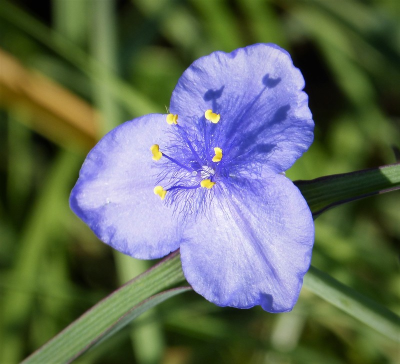 Confederate Spiderwort photo 2