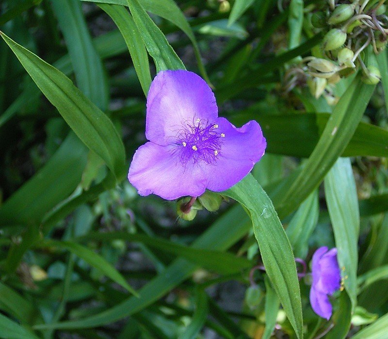Confederate Spiderwort photo 3
