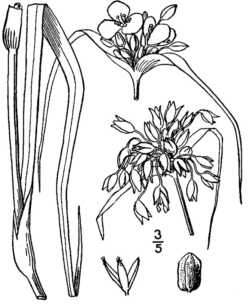 Confederate Spiderwort photo 4
