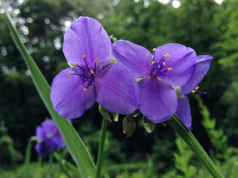 Confederate Spiderwort photo 5