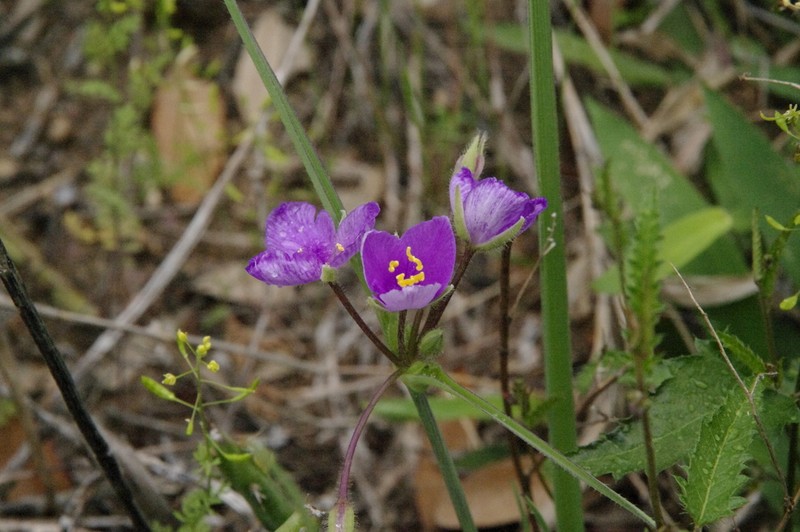 Edwards Plateau Spiderwort