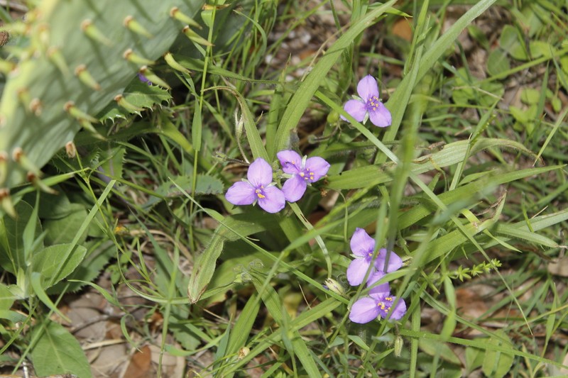 Edwards Plateau Spiderwort photo 2