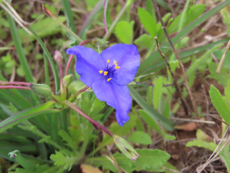 Edwards Plateau Spiderwort photo 3