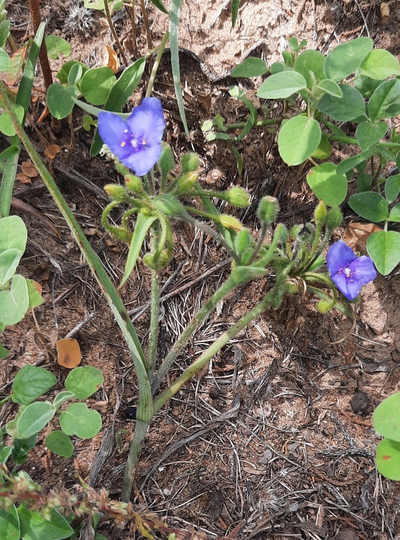 Edwards Plateau Spiderwort photo 4