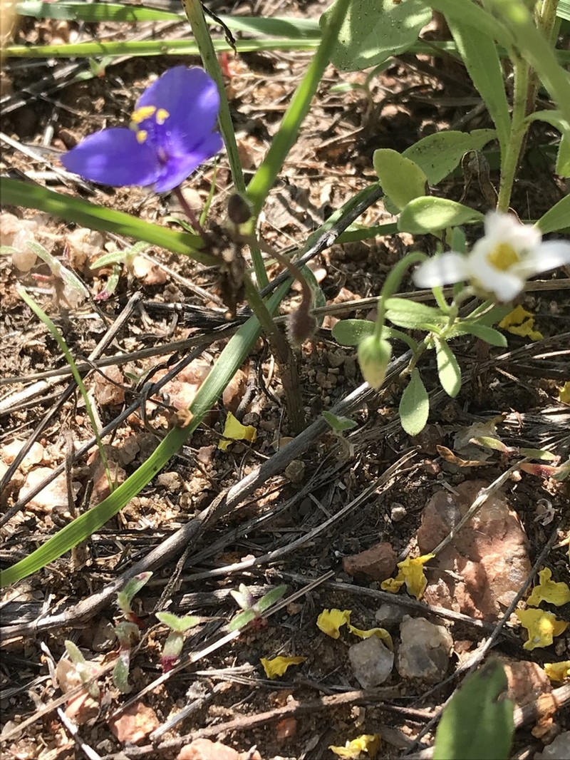 Edwards Plateau Spiderwort photo 5