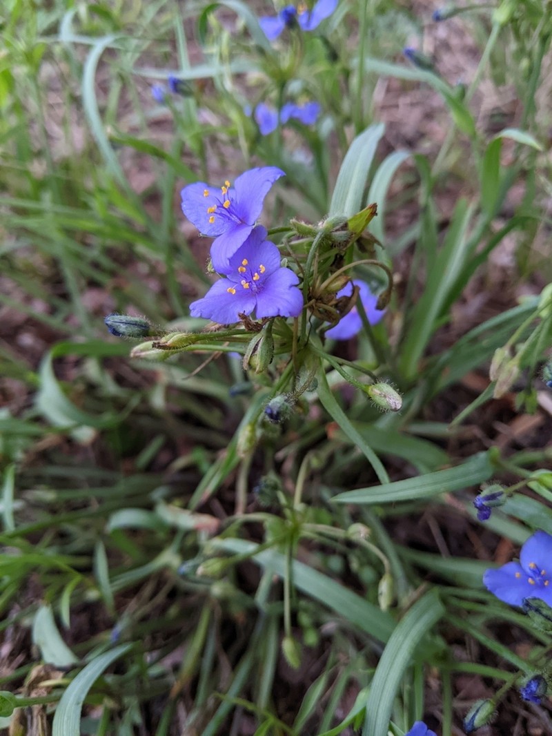 Edwards Plateau Spiderwort photo 6