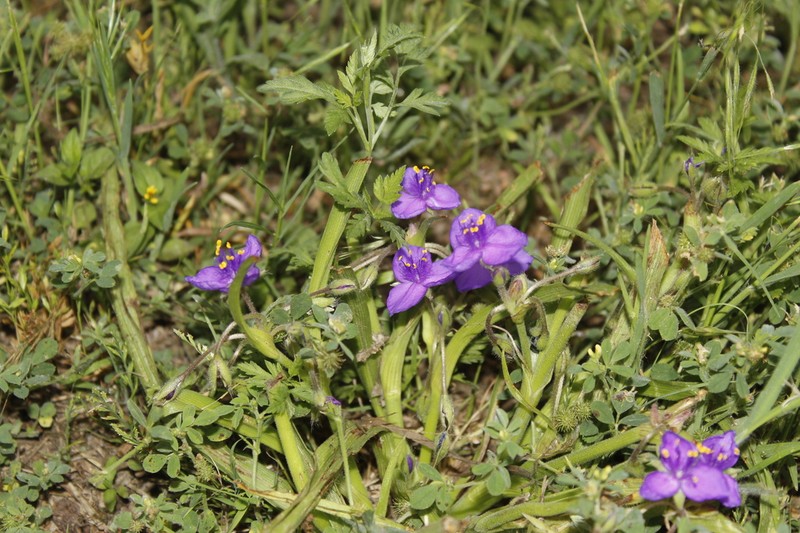 Edwards Plateau Spiderwort photo 7