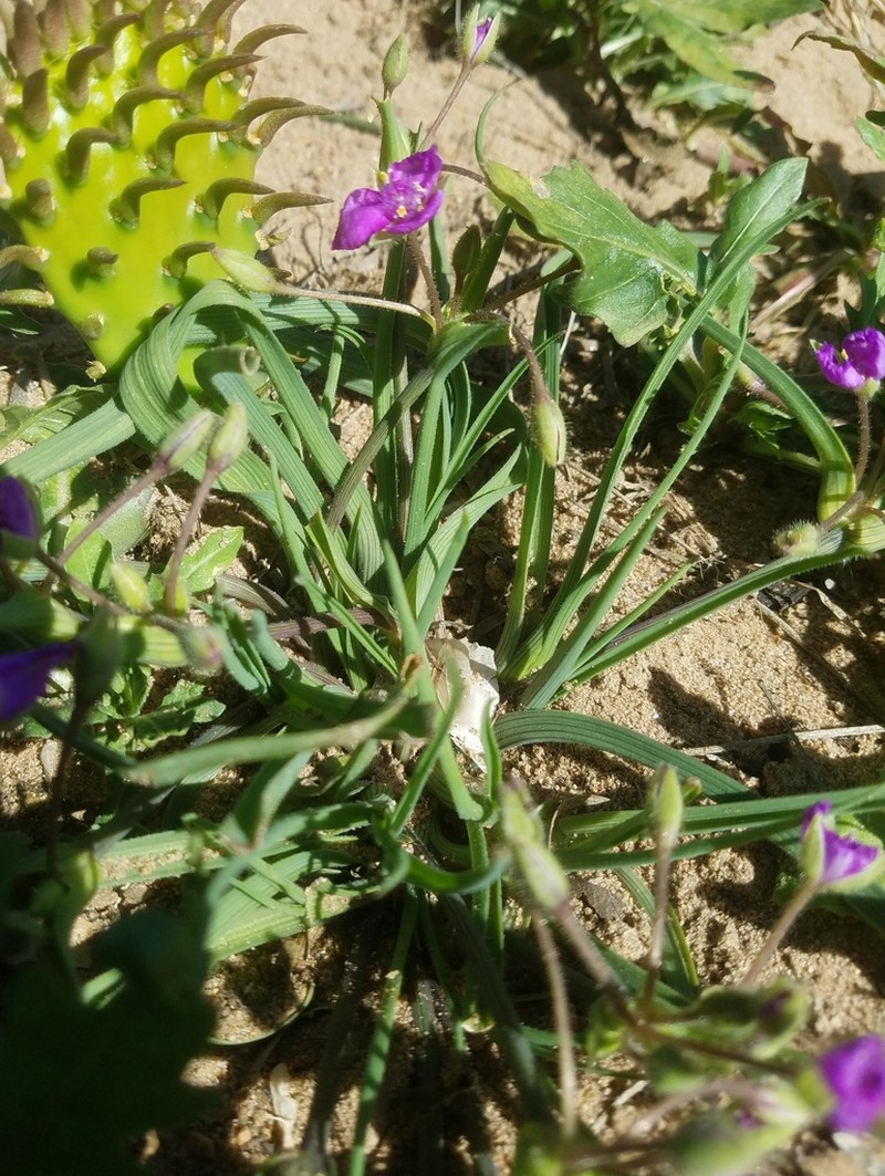 Edwards Plateau Spiderwort photo 8