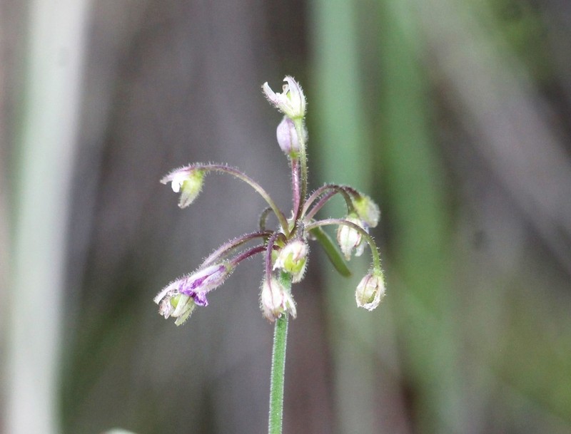 Pinewoods Spiderwort