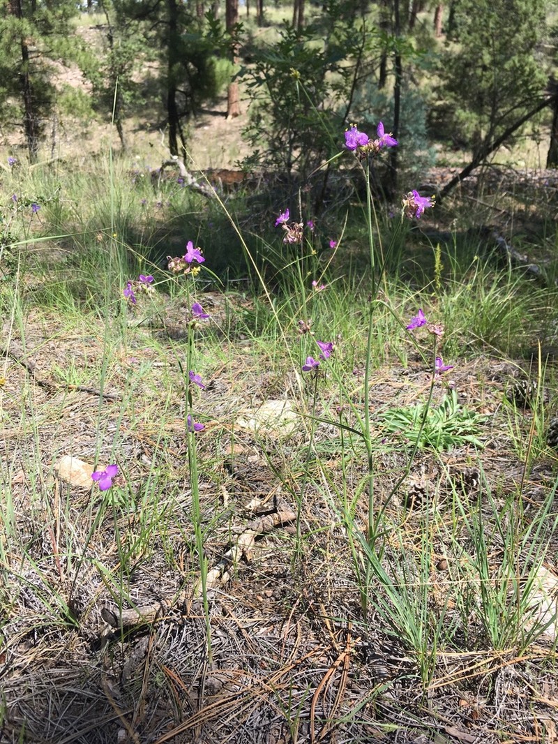 Pinewoods Spiderwort photo 2
