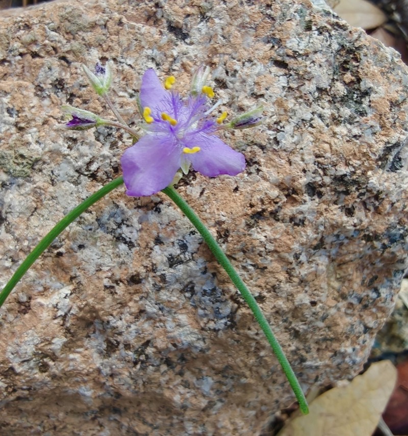 Pinewoods Spiderwort photo 3