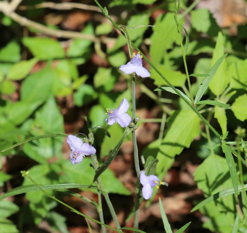 Pinewoods Spiderwort photo 4