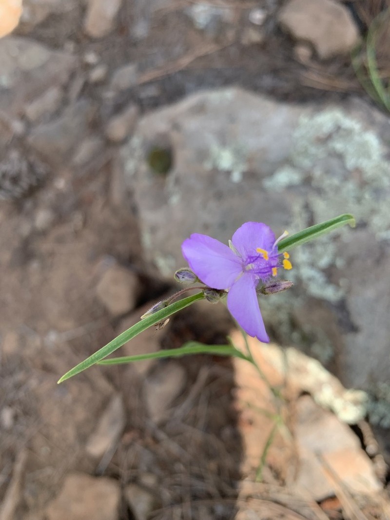 Pinewoods Spiderwort photo 5