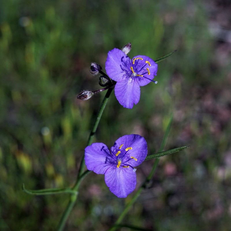 Pinewoods Spiderwort photo 6