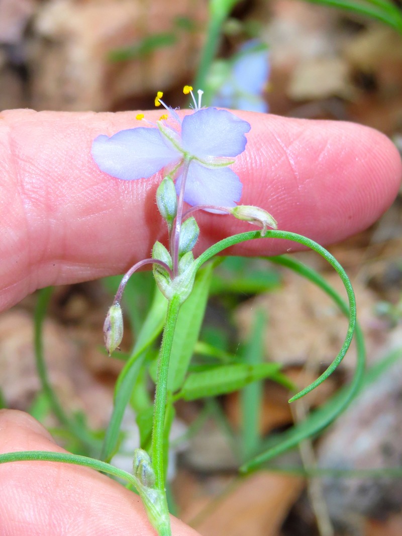 Pinewoods Spiderwort photo 7