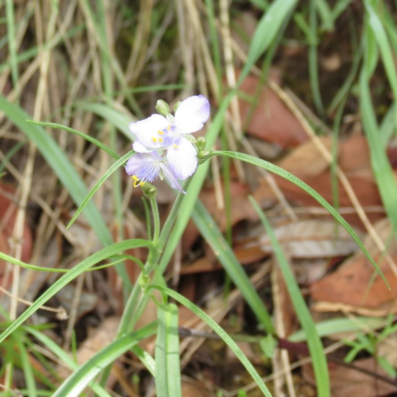Pinewoods Spiderwort photo 8