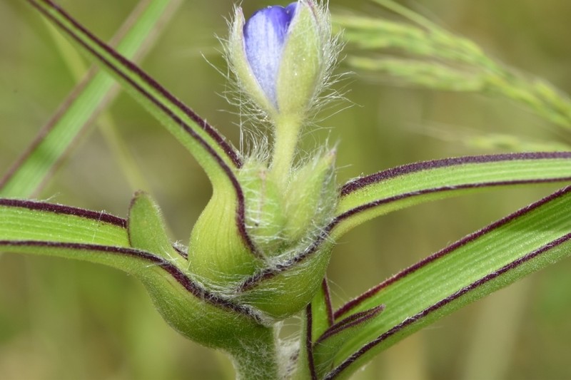 Reverchon's Spiderwort photo 2