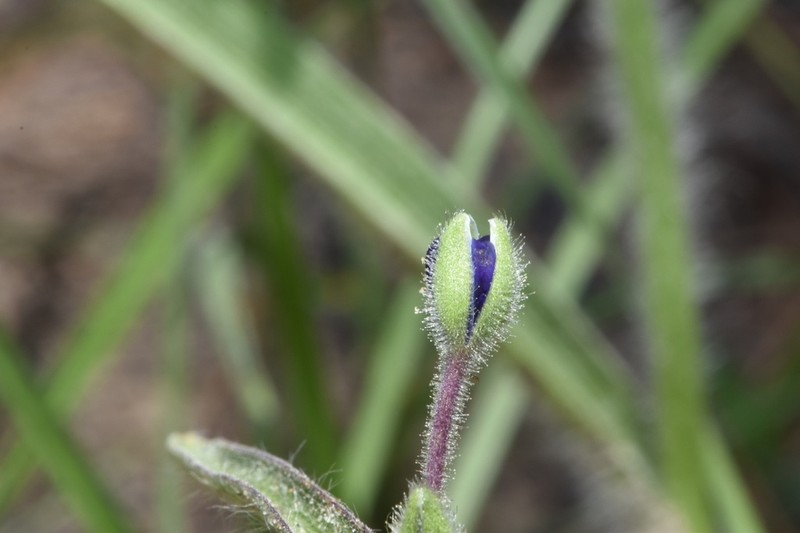 Reverchon's Spiderwort photo 3