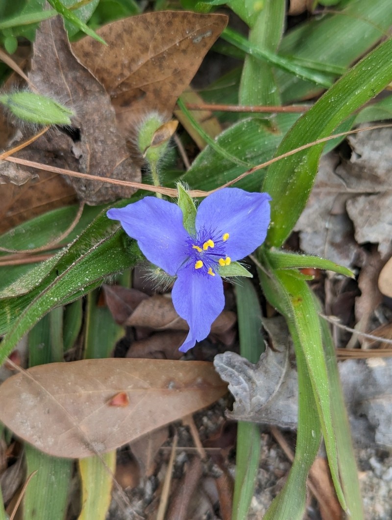 Reverchon's Spiderwort photo 4