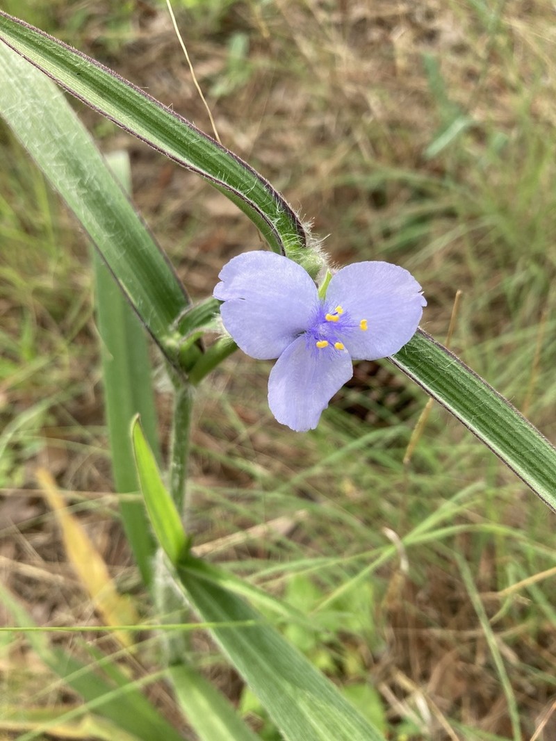 Reverchon's Spiderwort photo 5