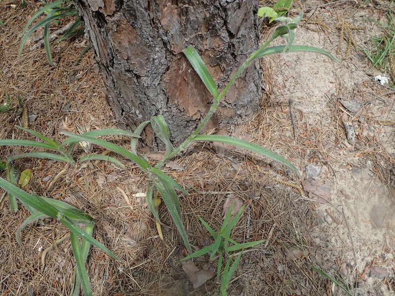 Reverchon's Spiderwort photo 6