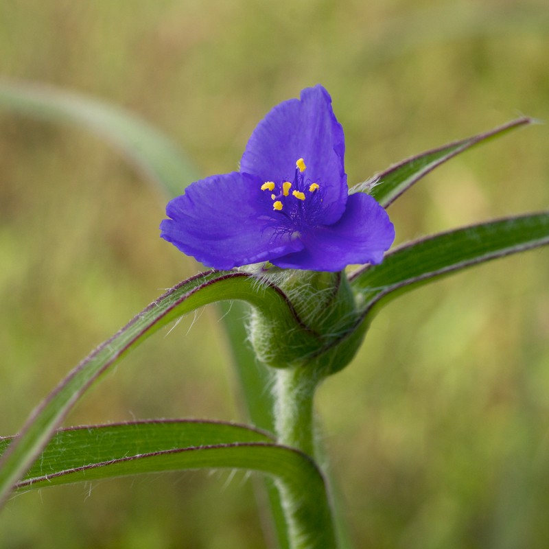 Reverchon's Spiderwort
