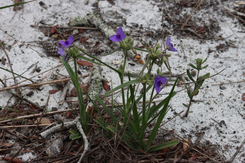 Longleaf Spiderwort photo 4