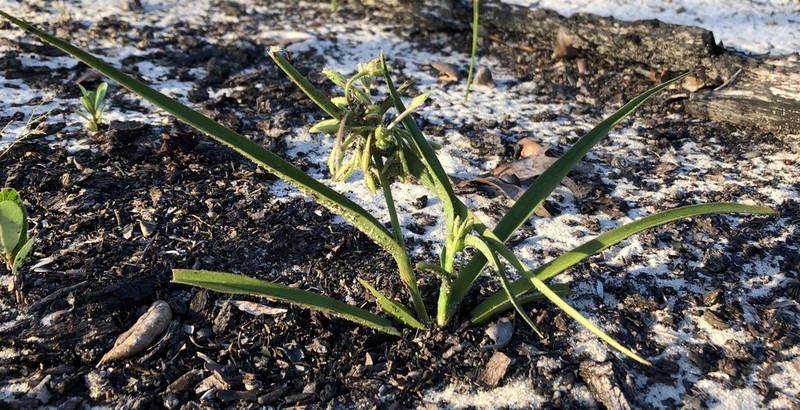 Longleaf Spiderwort photo 5