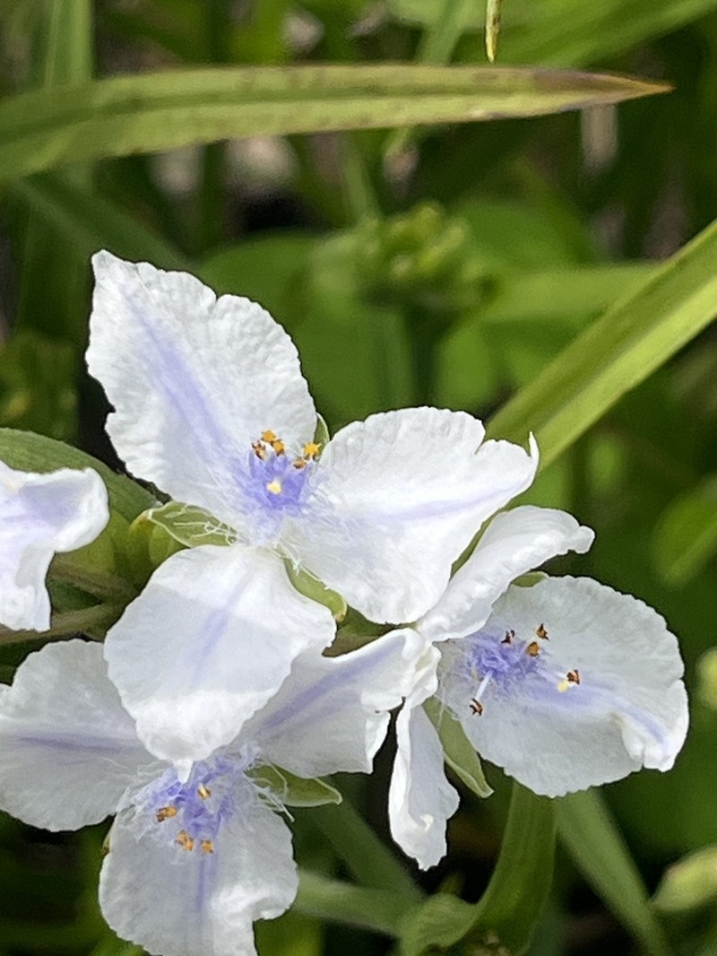 Longleaf Spiderwort photo 6