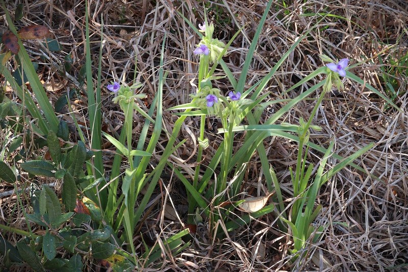 Longleaf Spiderwort photo 7