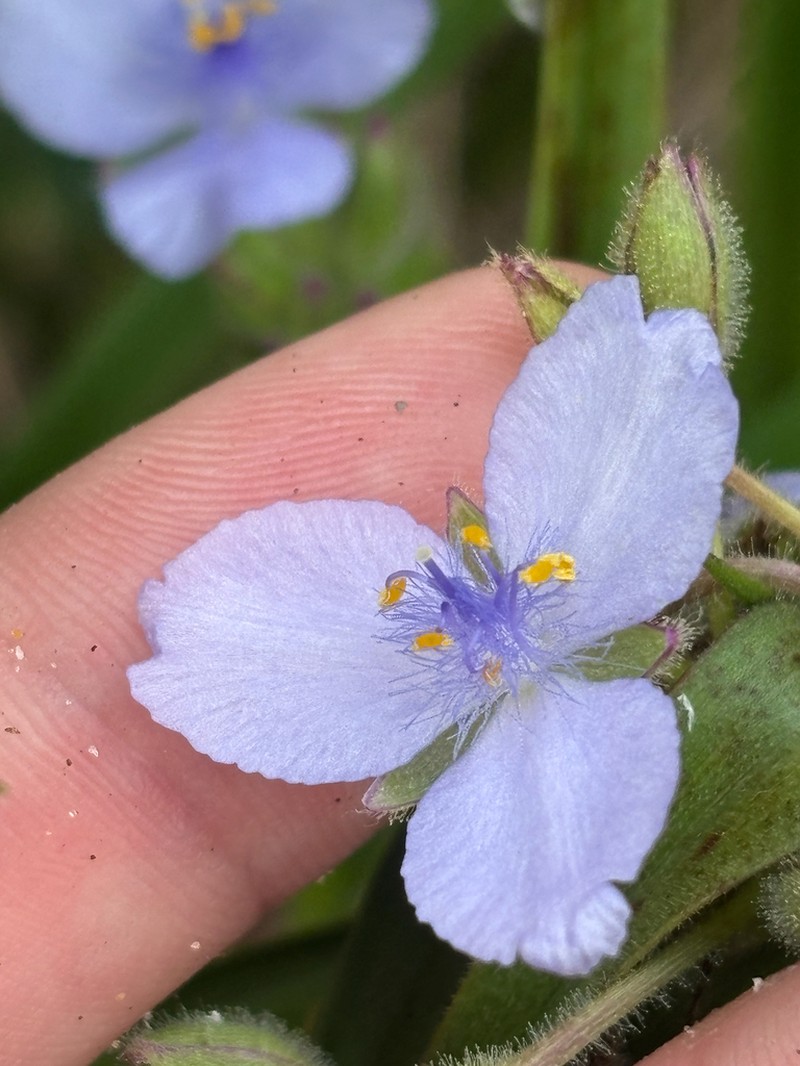 Longleaf Spiderwort photo 8