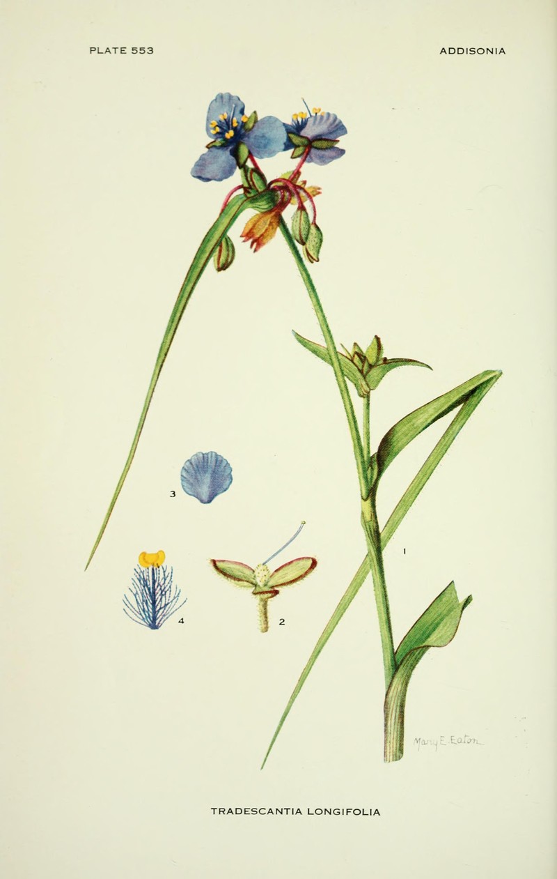 Longleaf Spiderwort photo 3