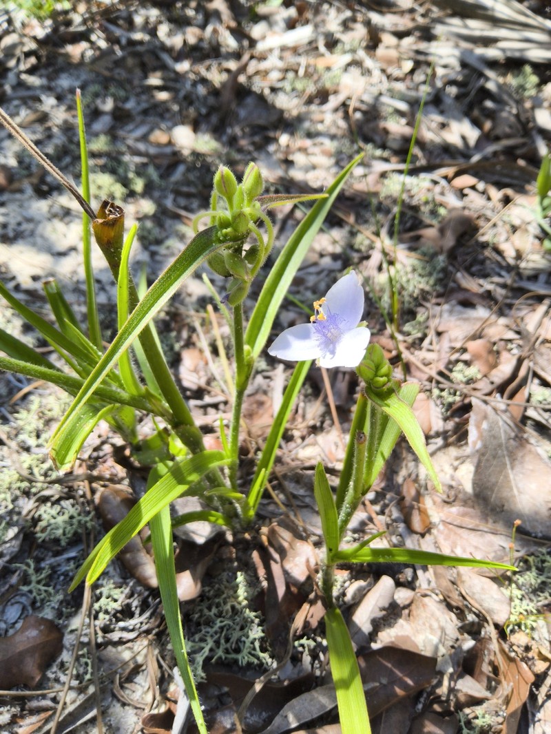 Longleaf Spiderwort