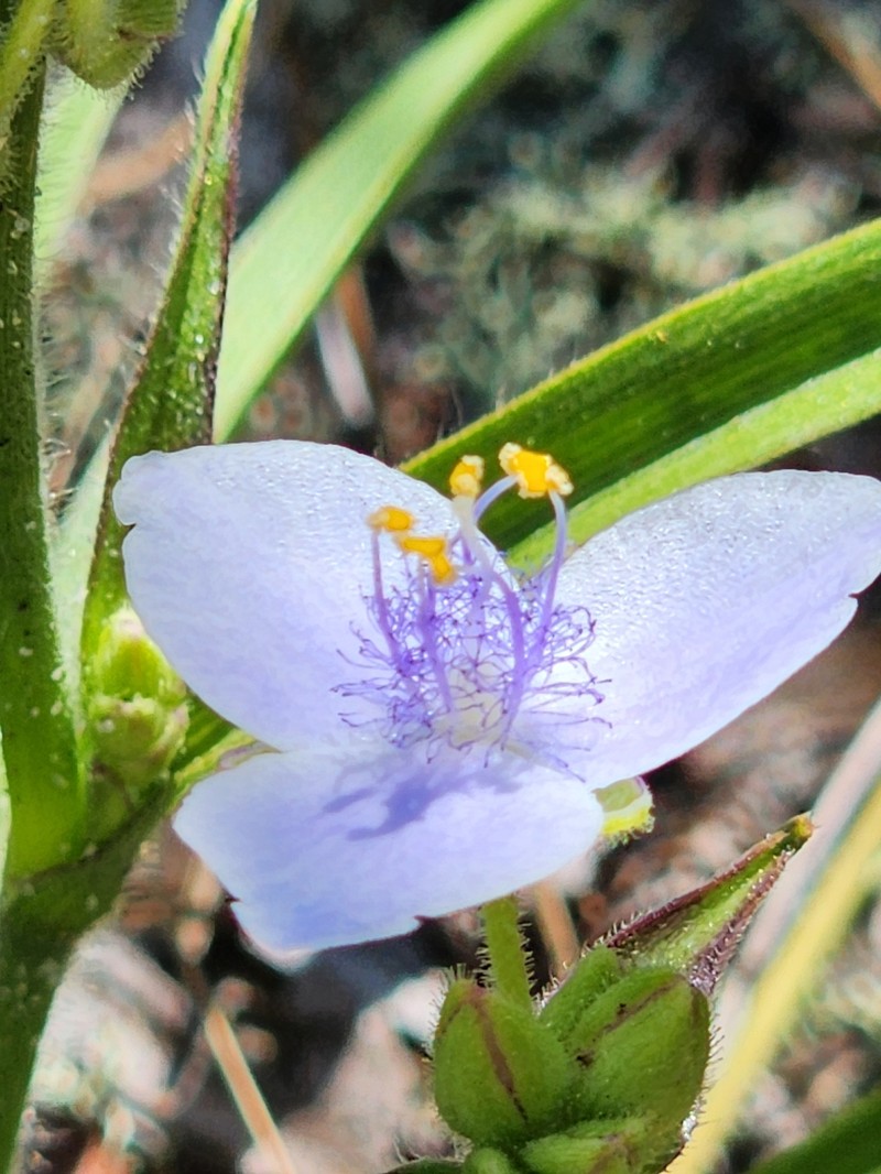 Longleaf Spiderwort photo 2