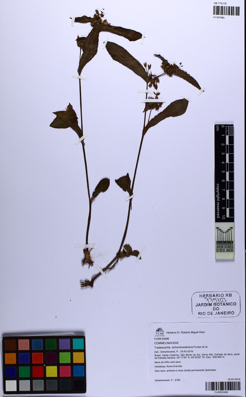 Tradescantia schwirkowskiana