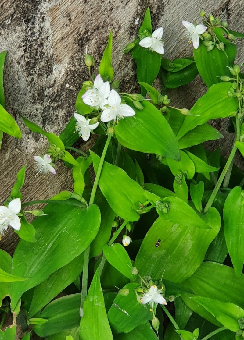 Tradescantia seubertiana photo 2