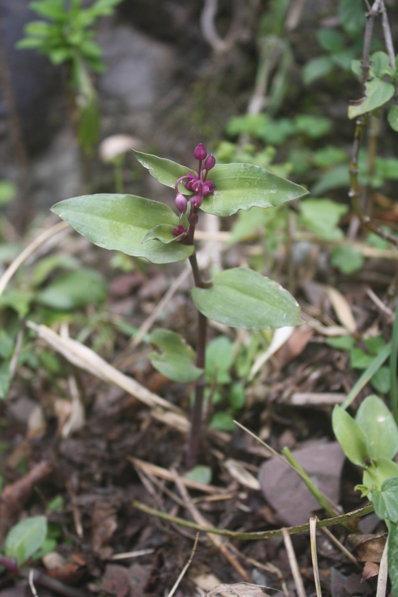 Tradescantia seubertiana photo 3