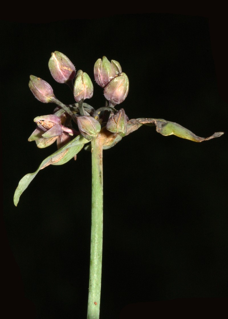 Tradescantia seubertiana photo 4