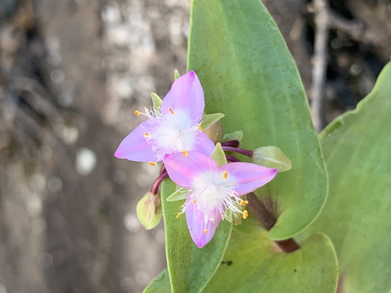 Tradescantia seubertiana photo 5