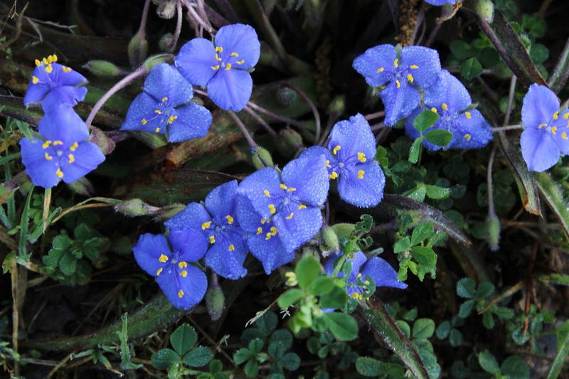 Stemless Spiderwort