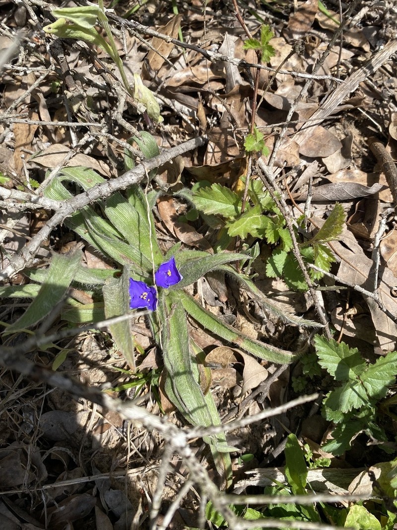 Stemless Spiderwort photo 2